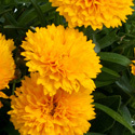 Thumb_coreopsis_solannagoldensphere_fp_thumb_webready