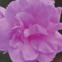 Thumb_azalea-lavender-love_cu_cropped_webready