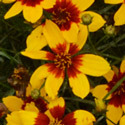 Thumb_coreopsis_sizzlespice_curryup_fp_thumb_webready