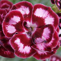 Thumb_dianthus.angel-of-compassion_thumb_webready