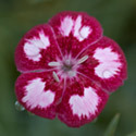 Thumb_dianthus_scentfromheaven_angelofdesire_cu2_thumb_webready