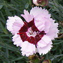 Thumb_dianthus_scentfromheaven_angelofenlightenment_cu2_thumb_webready