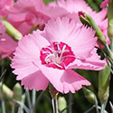 Thumb_dianthus_scentfromheaven_angelofhope_cu4_thumb_webready