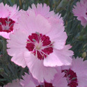 Thumb_dianthus_scentfromheaven_angelofpeace_cu_thumb_webready