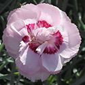 Thumb_dianthus_scentfromheaven_angelofvirtue_cu_thumb_webready