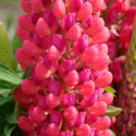 Thumb_lupinus_staircase_red_cu