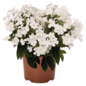 Thumb_phlox_flame_whiteimproved_fp