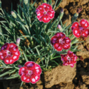 Thumb_dianthus_mountain_frost_ruby_glitter_fp