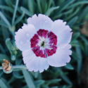 Thumb_dianthus_mountain_frost_ruby_snow_cu