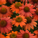 Thumb_echinacea_artisan-red-ombre_cu