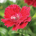 Thumb_dianthus_constantpromise_red_thumb