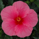 Thumb_hibiscus_pink_punch_wind_thumb
